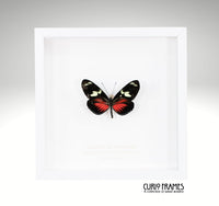Red Doris Longwing