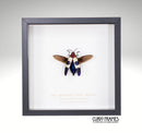 Red Speckled Jewel Beetle