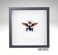 Red Speckled Jewel Beetle