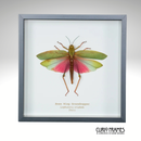 Rose Wing Grasshopper (Large)