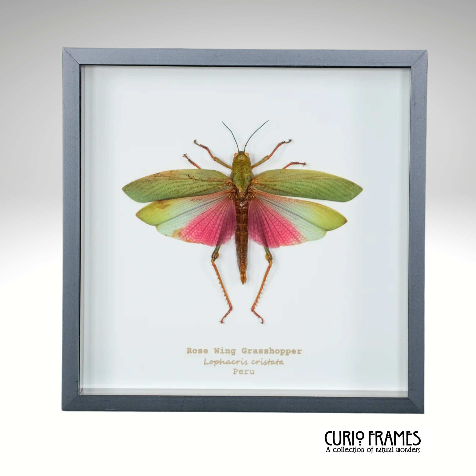 Rose Wing Grasshopper (Large)