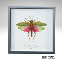 Rose Wing Grasshopper (Large)