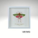Rose Wing Grasshopper (Small)