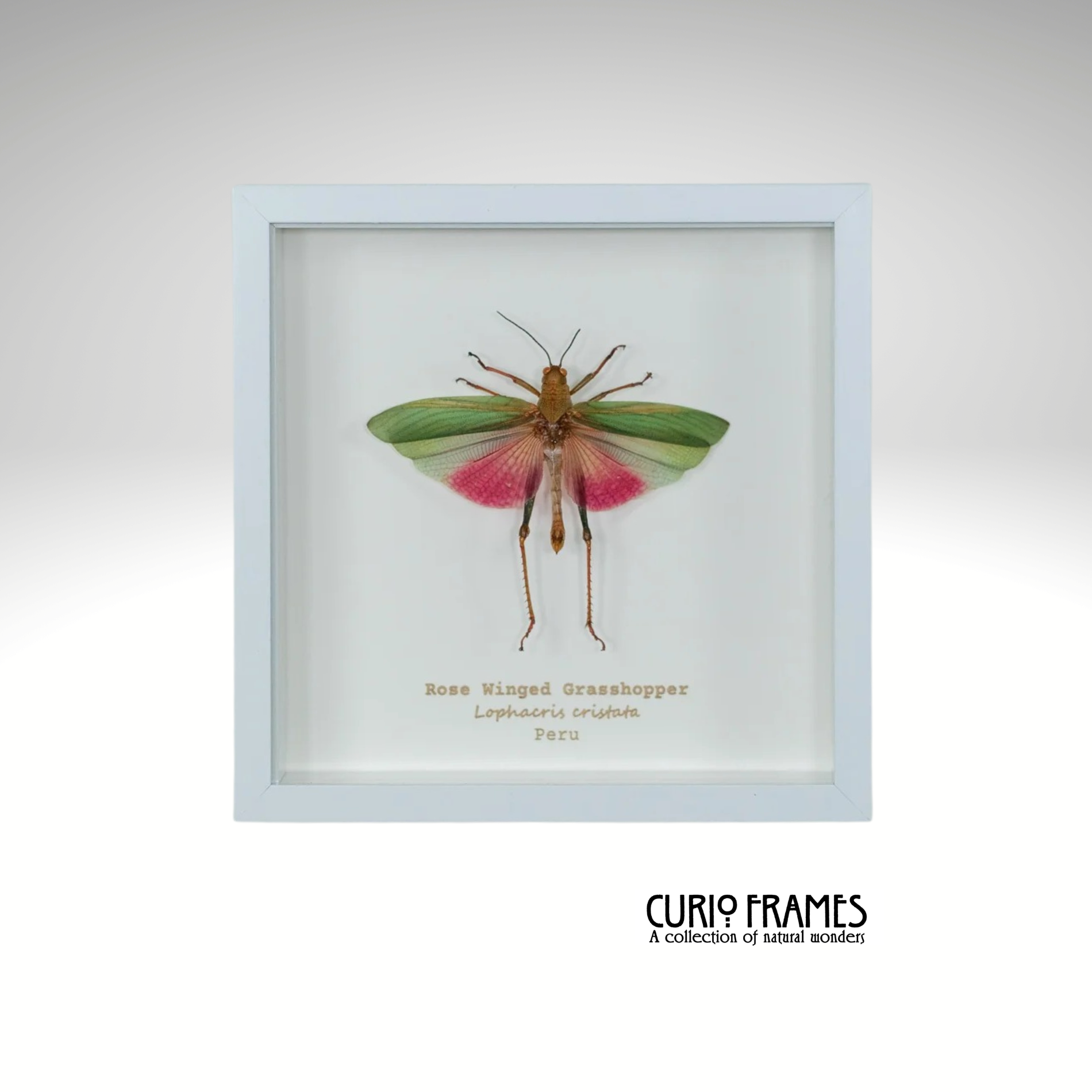 Rose Wing Grasshopper (Small)