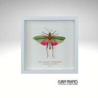 Rose Wing Grasshopper (Small)