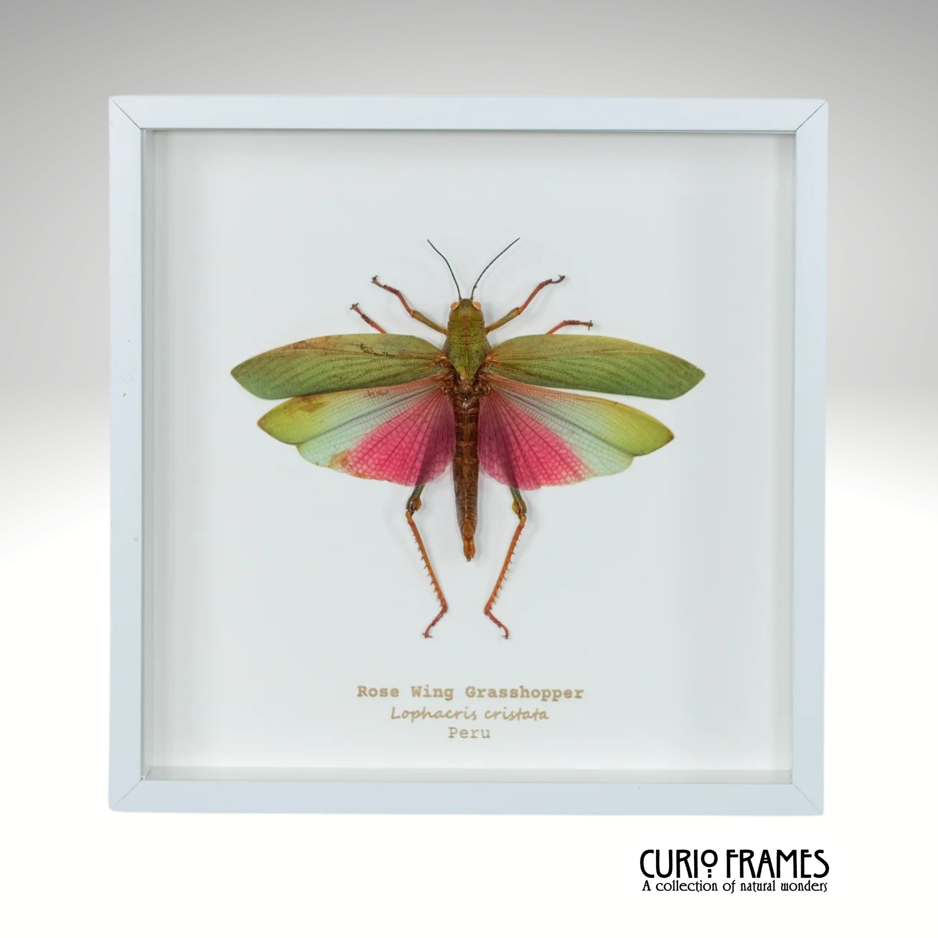 Rose Wing Grasshopper (Large)