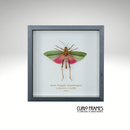 Rose Wing Grasshopper (Small)