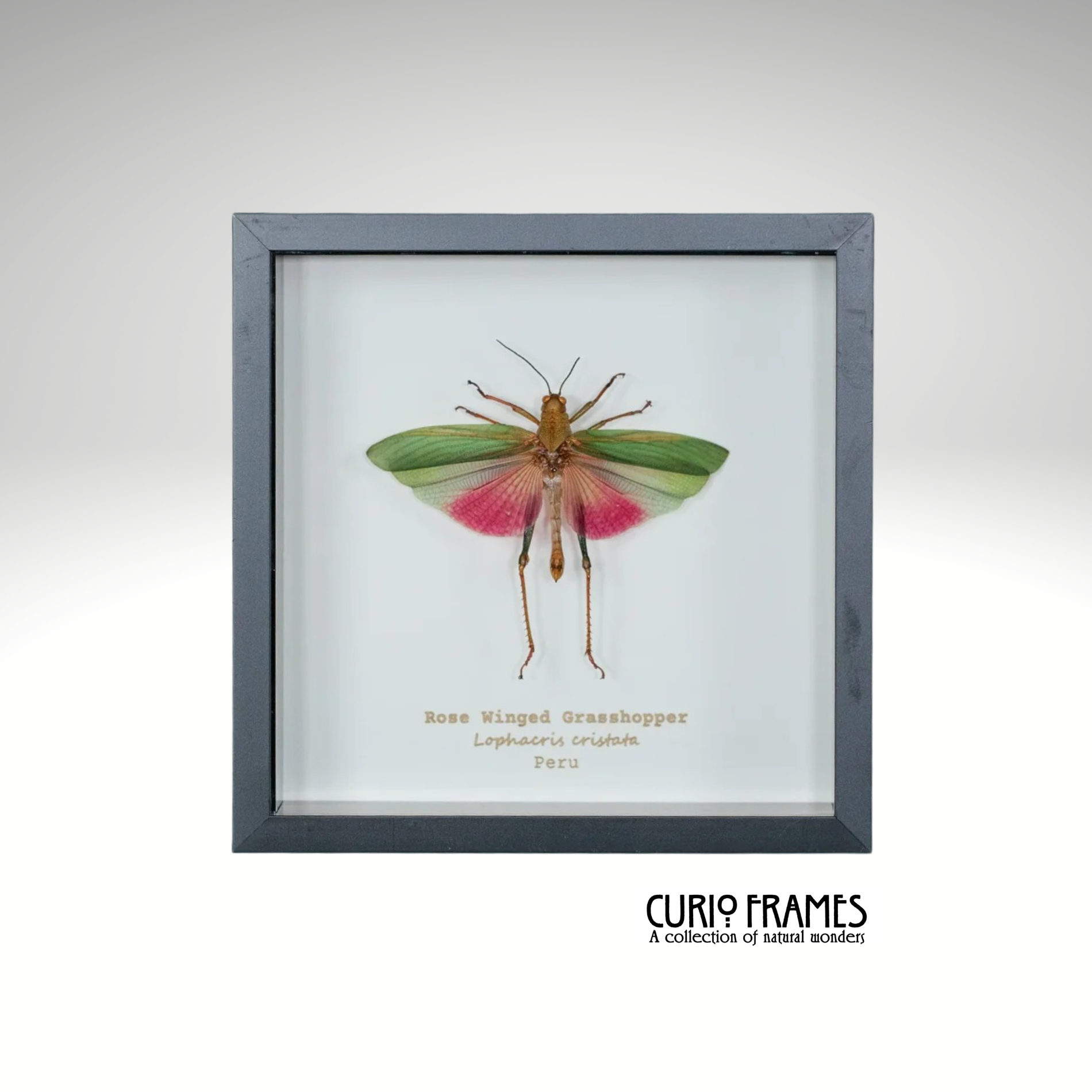 Rose Wing Grasshopper (Small)