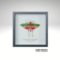 Rose Wing Grasshopper (Small)