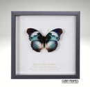 Scarce Blue Diadem