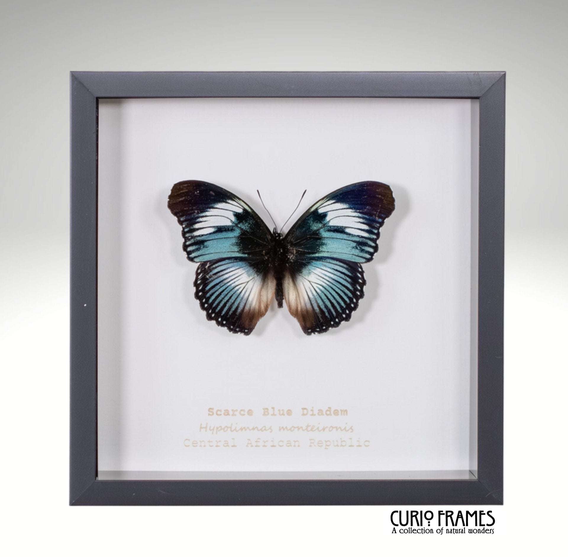 Scarce Blue Diadem