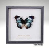 Scarce Blue Diadem