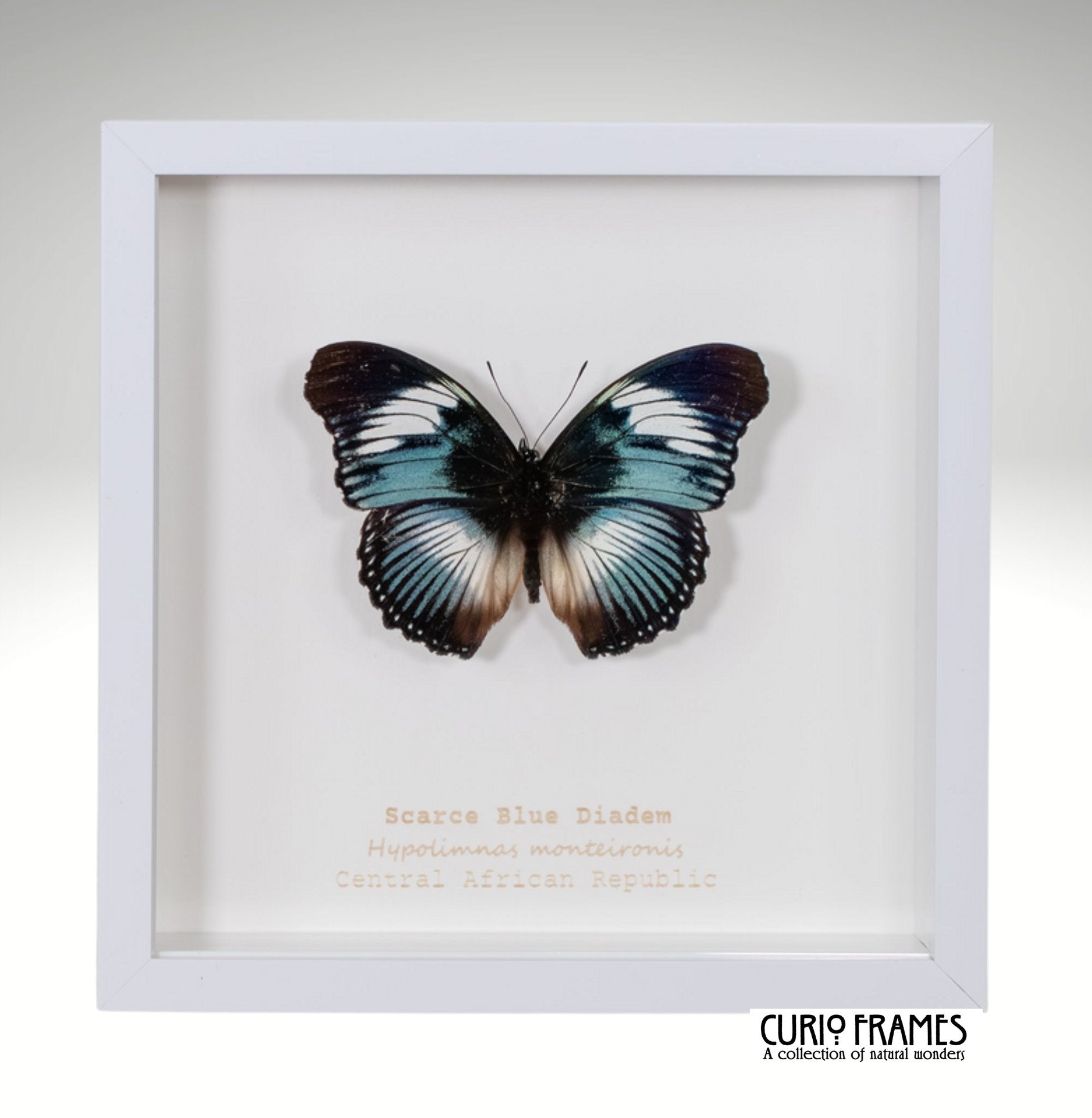 Scarce Blue Diadem
