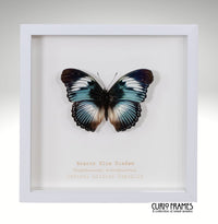 Scarce Blue Diadem