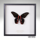 Scarlet Mormon