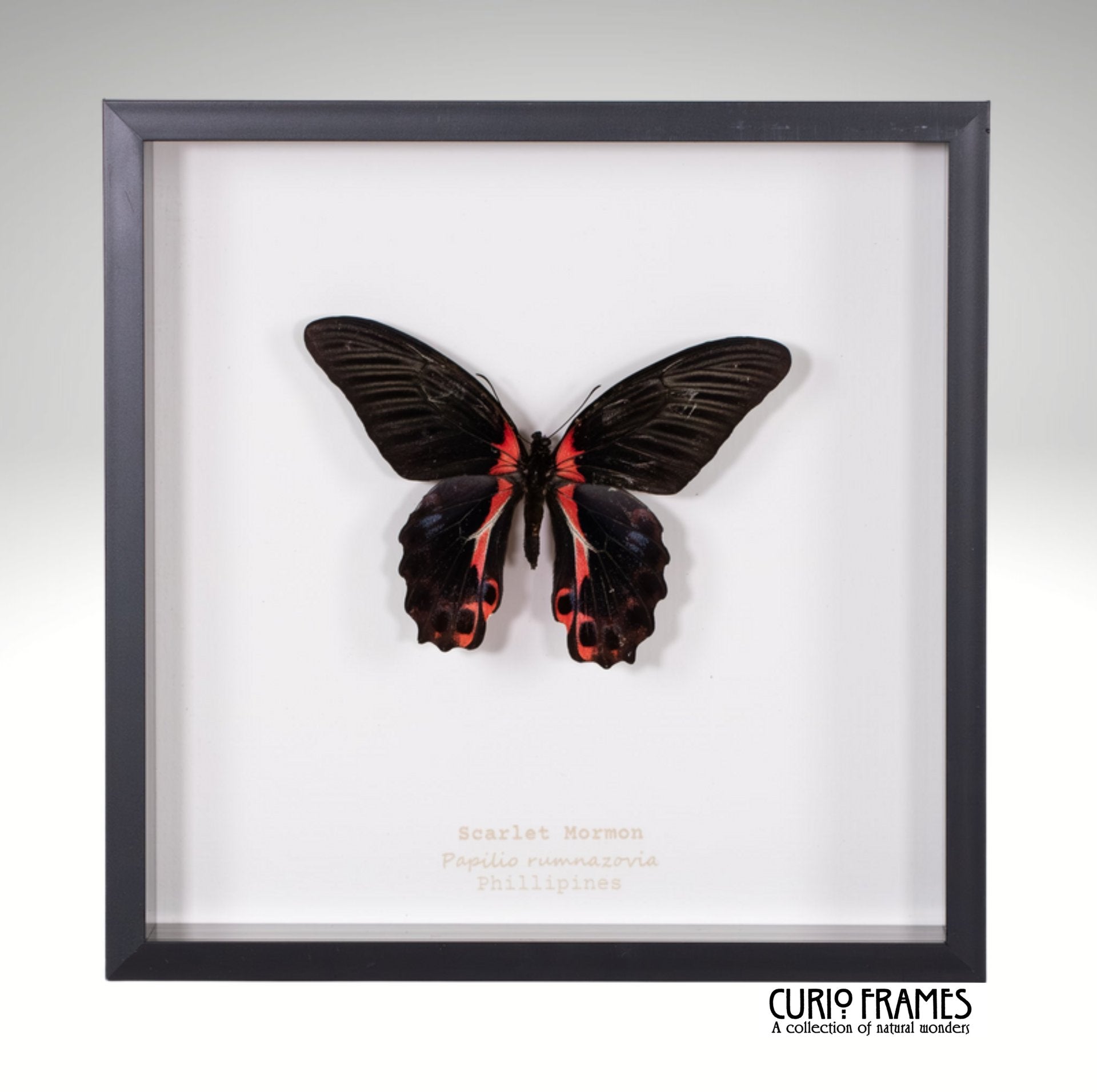 Scarlet Mormon