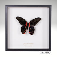 Scarlet Mormon