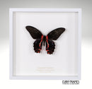Scarlet Mormon