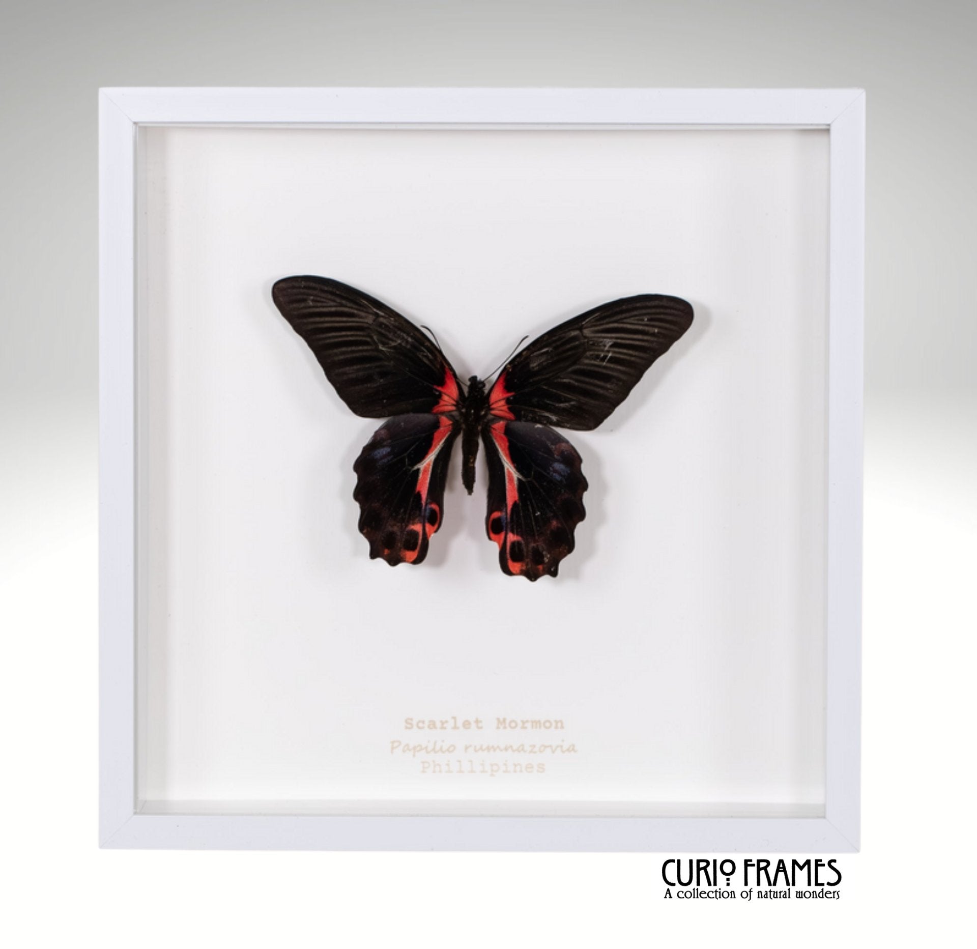 Scarlet Mormon