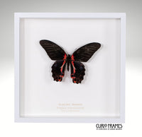 Scarlet Mormon