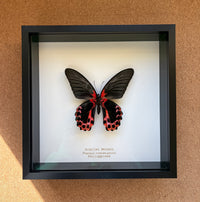 Scarlet Mormon