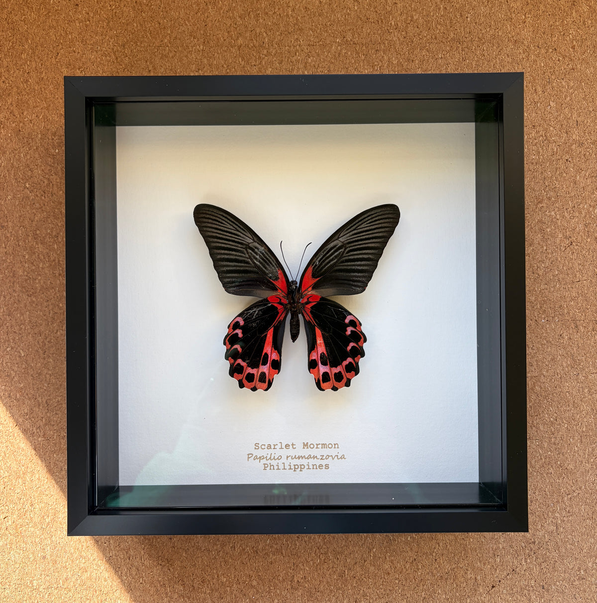 Scarlet Mormon