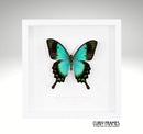 Sea Green Swallowtail