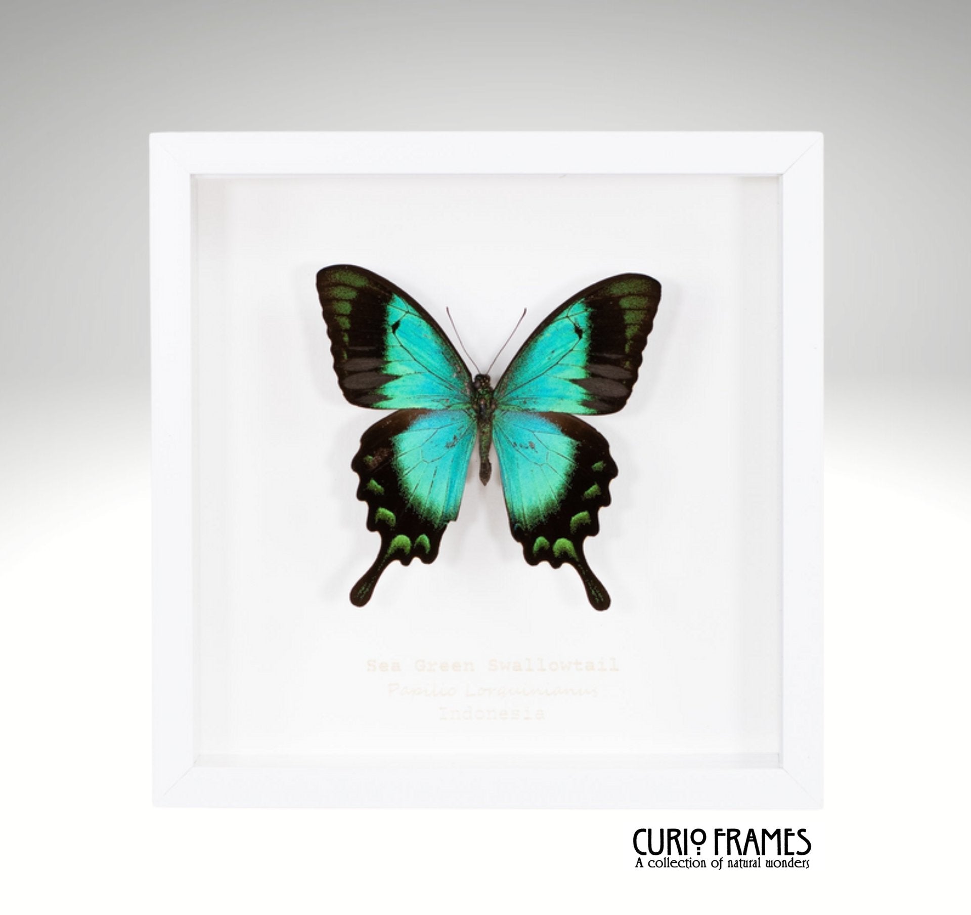 Sea Green Swallowtail