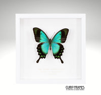 Sea Green Swallowtail