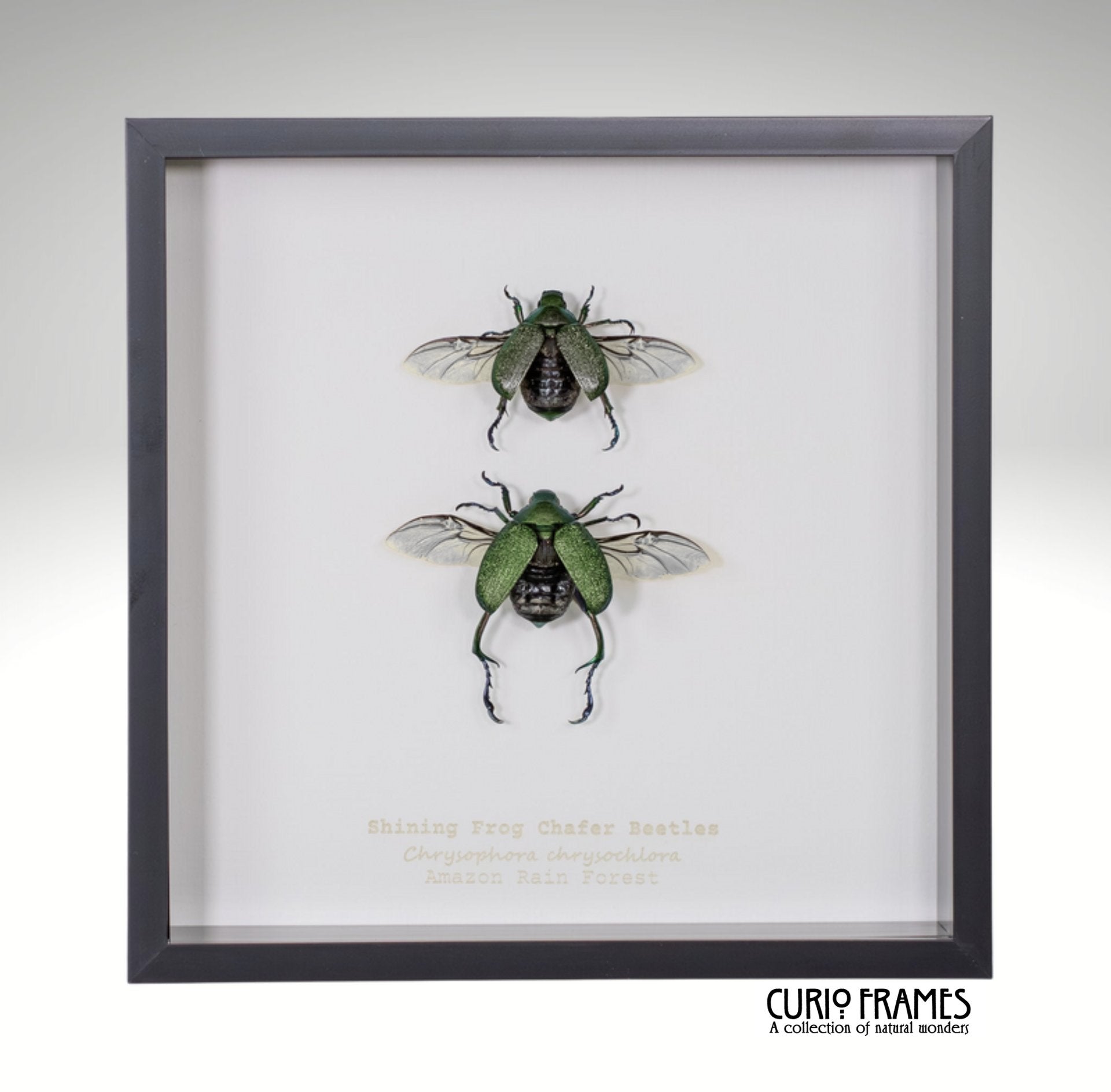 Shining Frog Chafer Beetles