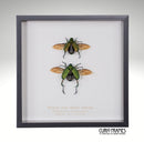 Shining Frog Chafer Beetles
