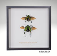Shining Frog Chafer Beetles