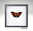 Shining Red Charaxes