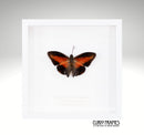 Shining Red Charaxes