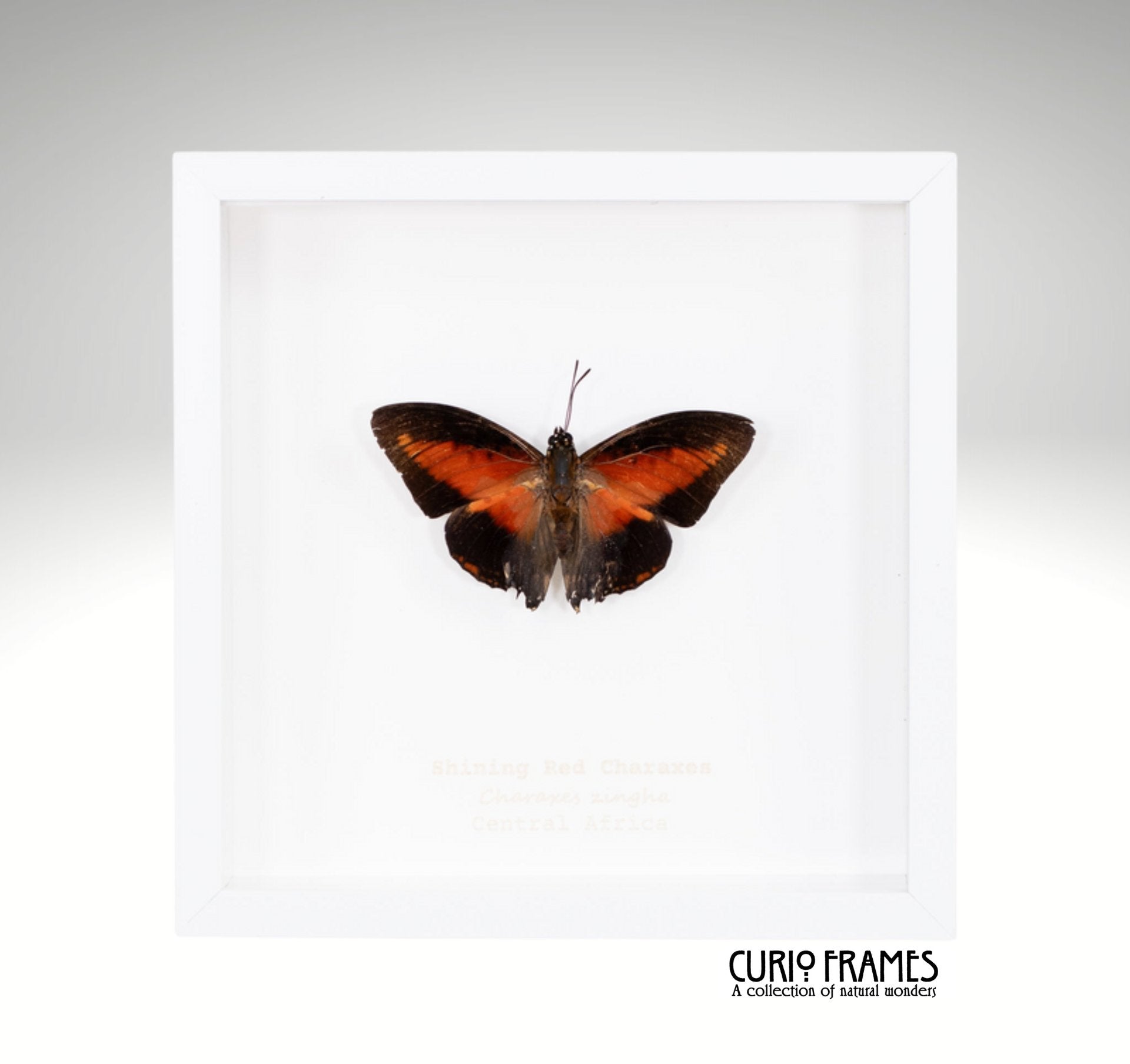 Shining Red Charaxes
