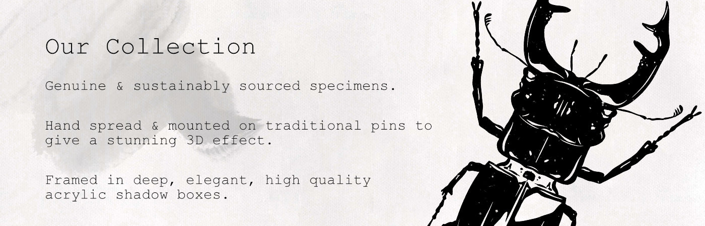 Slider_-_Our_Products_Smudge