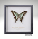 Small Striped Swallowtail