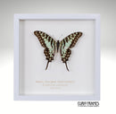 Small Striped Swallowtail