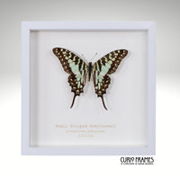 Small Striped Swallowtail