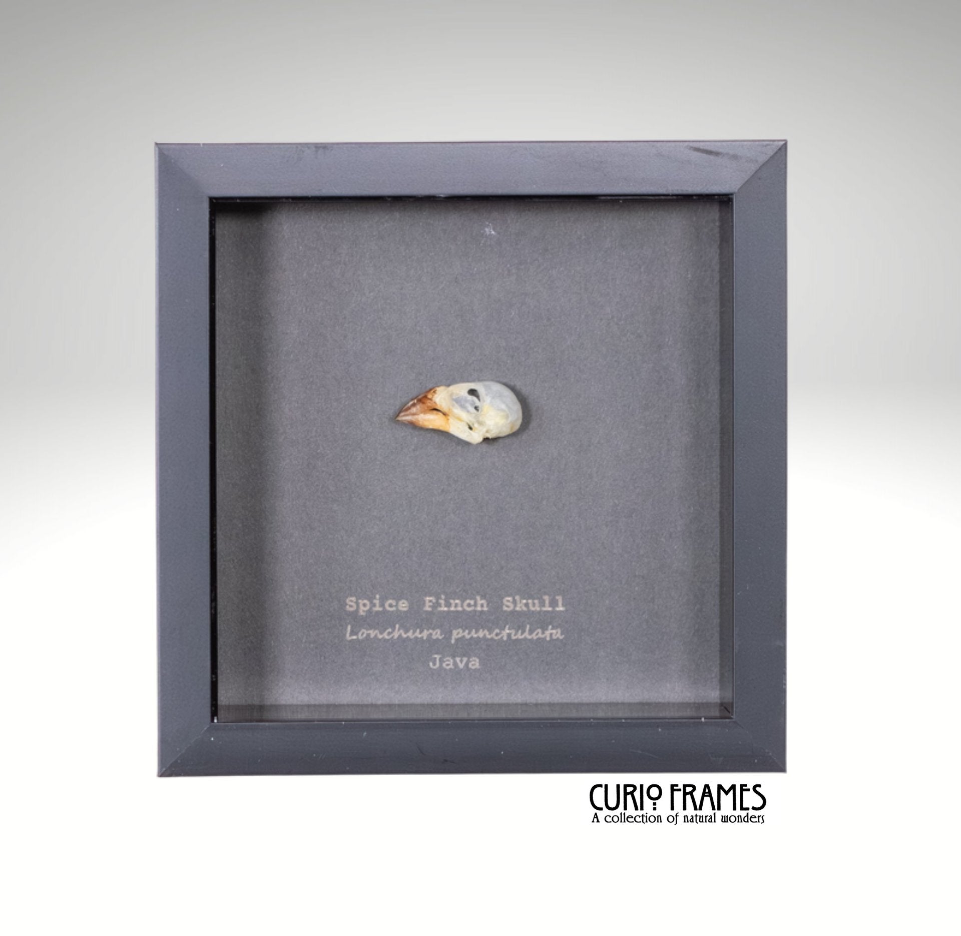 Spice Finch Skull