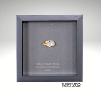 Spice Finch Skull