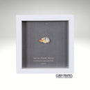Spice Finch Skull