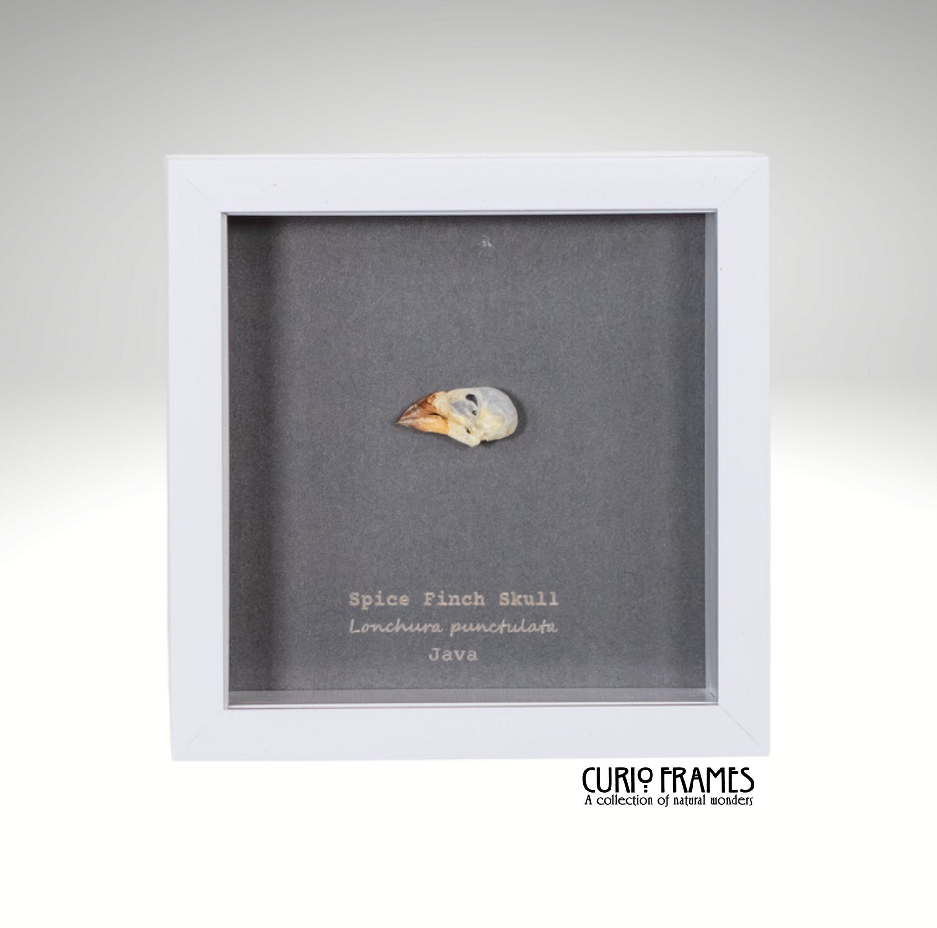 Spice Finch Skull