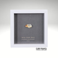 Spice Finch Skull