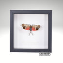 Spotted Lanternfly