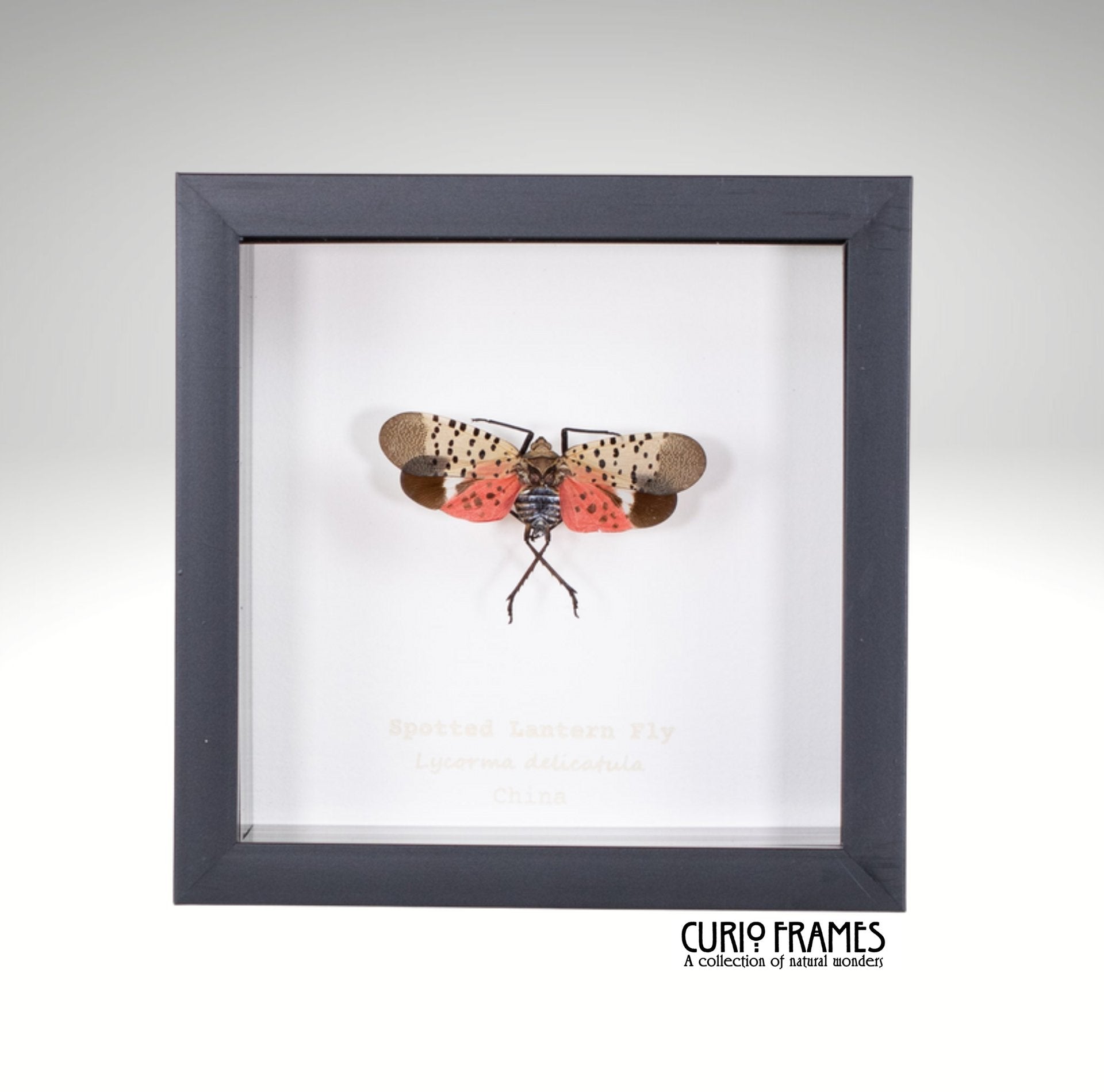 Spotted Lanternfly