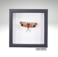 Spotted Lanternfly