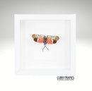 Spotted Lanternfly