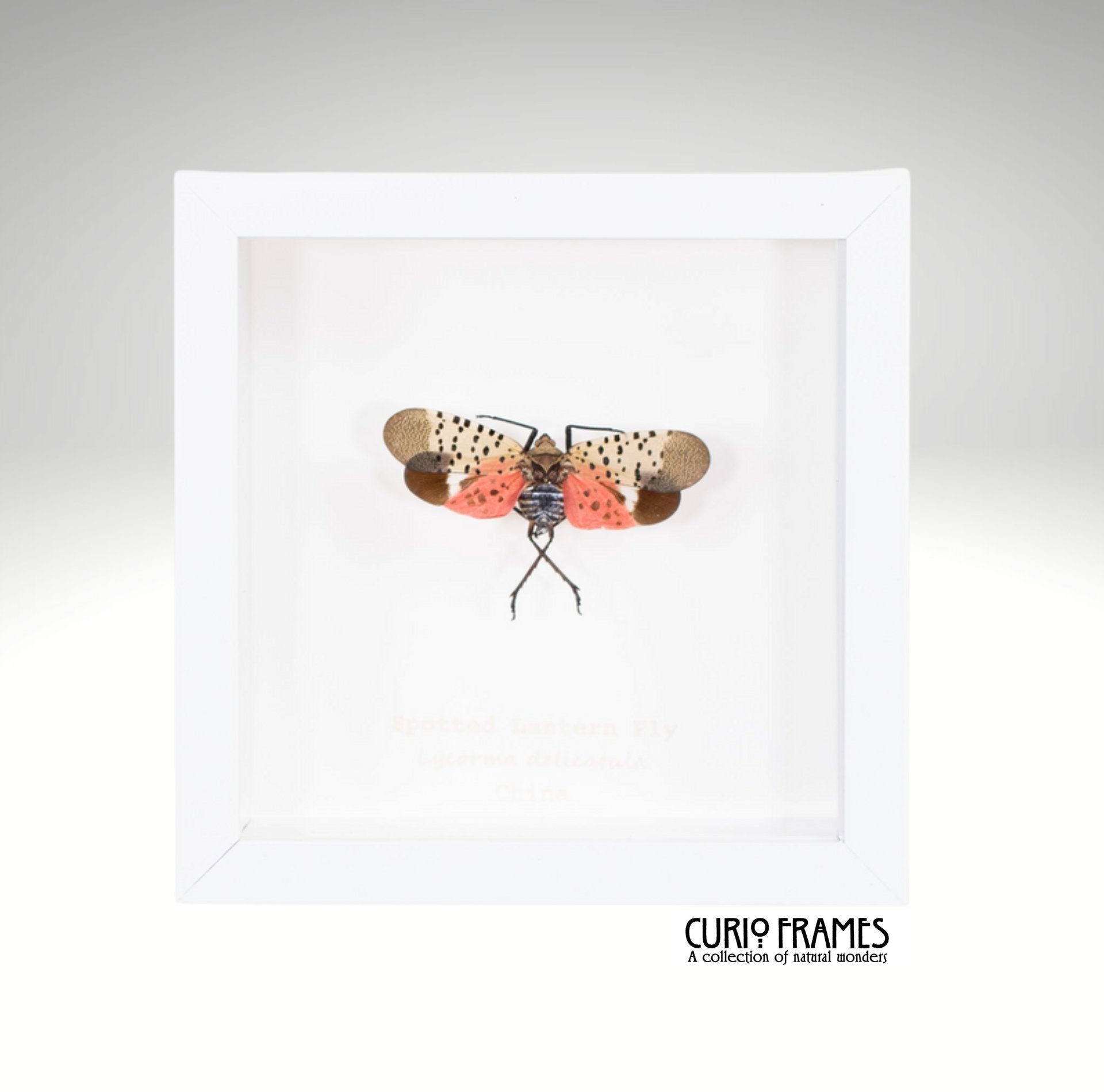 Spotted Lanternfly