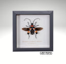 Striped Longhorn Beetle